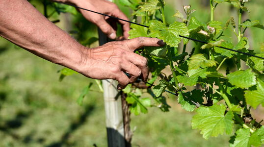 Reben pflegen
